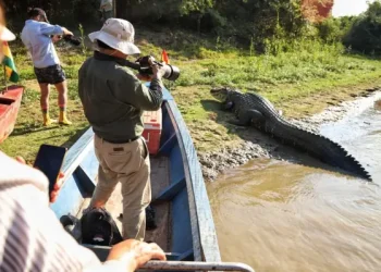 ’Jesús’ perdió la batalla, Santa Rosa de Yacuma despide al singular caimán
