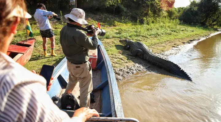 ’Jesús’ perdió la batalla, Santa Rosa de Yacuma despide al singular caimán