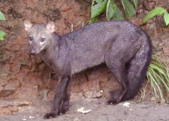 La especie