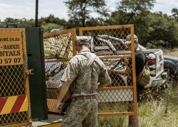 Se sacrificó a la tigresa, de ocho años, después de que matara a un perro. Foto: AFP