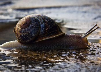 El moco de caracol ha sido utilizado para un nuevo adhesivo para tratar heridas. Foto: Flickr.