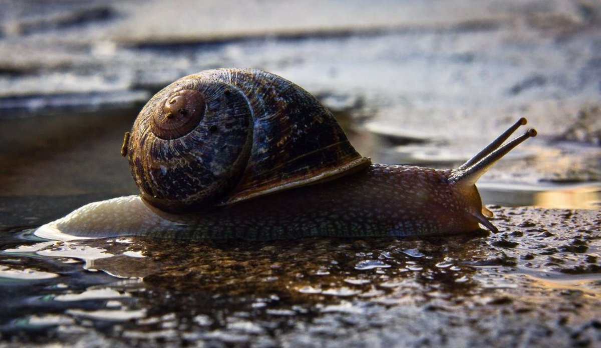 El moco de caracol ha sido utilizado para un nuevo adhesivo para tratar heridas. Foto: Flickr.
