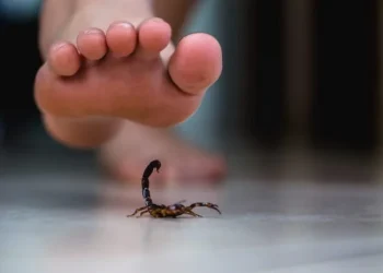 Imagen referencial. El menor sufrió la picadura de un alacrán. Foto: Internet