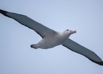Un albatros vuela cerca de un territorio francés en el océano Índico, el 18 de diciembre de 2022. Foto: AFP.