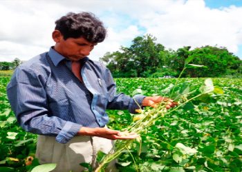 Oleaginosas: Las exportaciones crecen