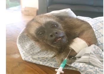 El mono César presentó un cuadro de tétanos; fue rescatado del mascotismo y del maltrato.
