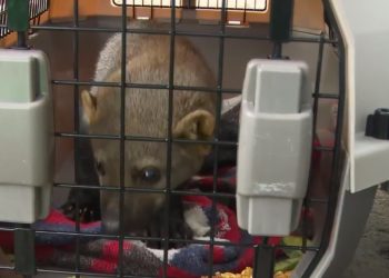 Un oso melero fue rescatado del tráfico ilegal. Foto: Captura