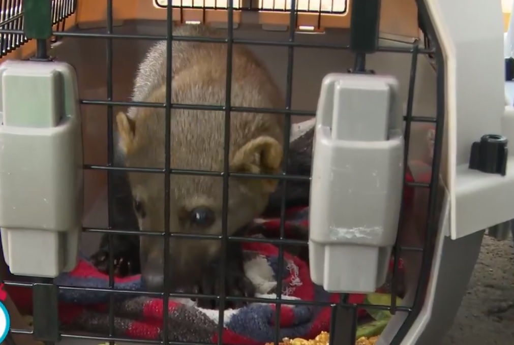Un oso melero fue rescatado del tráfico ilegal. Foto: Captura
