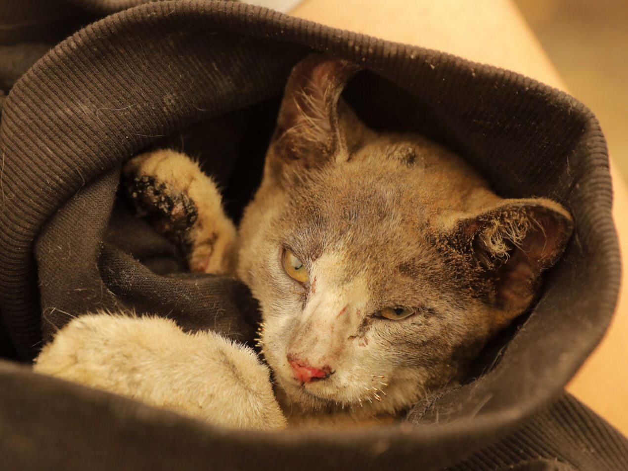 Un gato cubierto de cenizas y con los bigotes quemados rescatado de un incendio en la zona de Santa Juana, provincia de Concepción, Chile, el 5 de febrero de 2023. Foto: AFP.