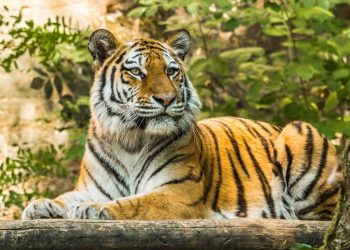 El último ataque de un tigre ocurrió en una reserva forestal protegida. Foto: AFP