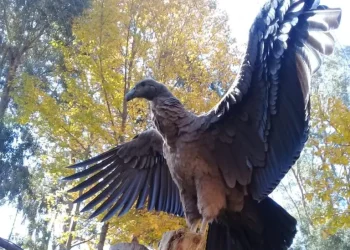 aves