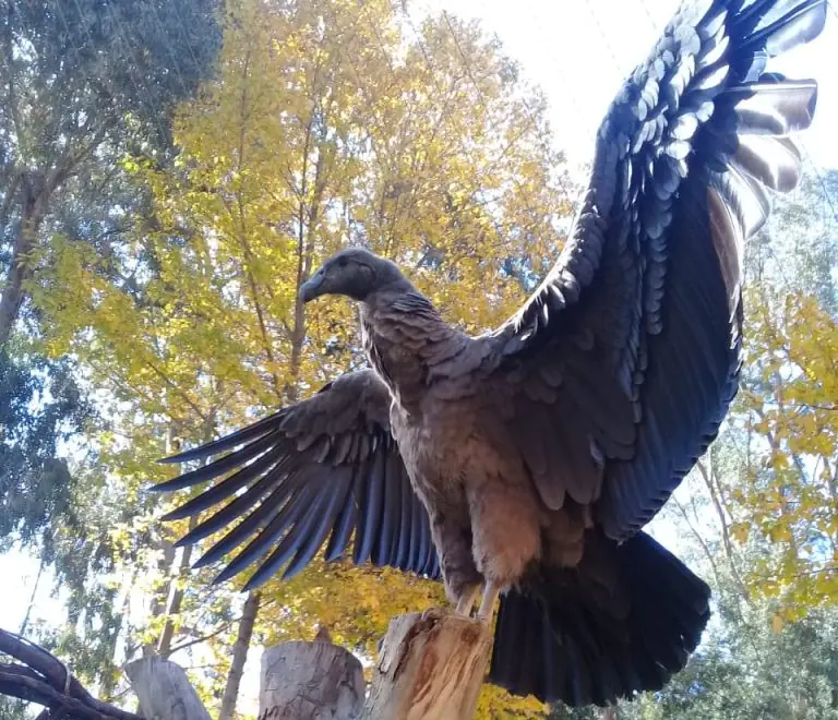 aves