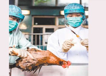 Vacunación a aves en una granja