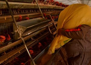 En Tiquipaya y Cliza se detectan cuatro nuevos focos de contagio de gripe aviar