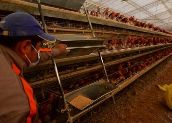 Avicultores advierten escasez de pollo y huevos por conflicto en Santa Cruz
