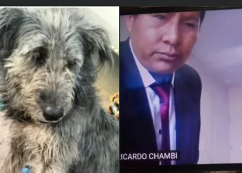 Justicia dicta cinco años de cárcel a biocida por matar a un perro