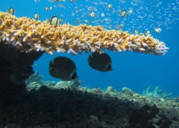 Imagen facilitada el 2 de enero de 2023 por la Universidad de Lancaster en la que peces mariposa nadan entre un coral de Isla de Navidad. Foto: AFP.
