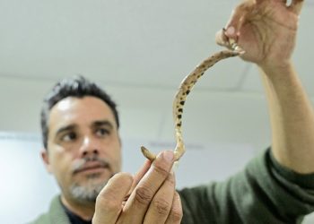 La especie de boa enana posee vestigios de una pelvis. Foto: AFP