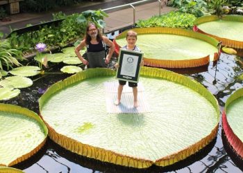 La hoja de nenúfar que fue reconocida. Foto: Guinness World Records