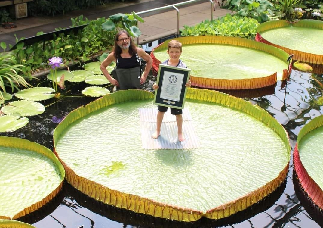 La hoja de nenúfar que fue reconocida. Foto: Guinness World Records