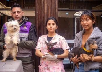 Luego de dos meses de rehabilitación, los perros que sufrieron maltrato extremo en un criadero clandestino están en adopción. FOTO: GAMC