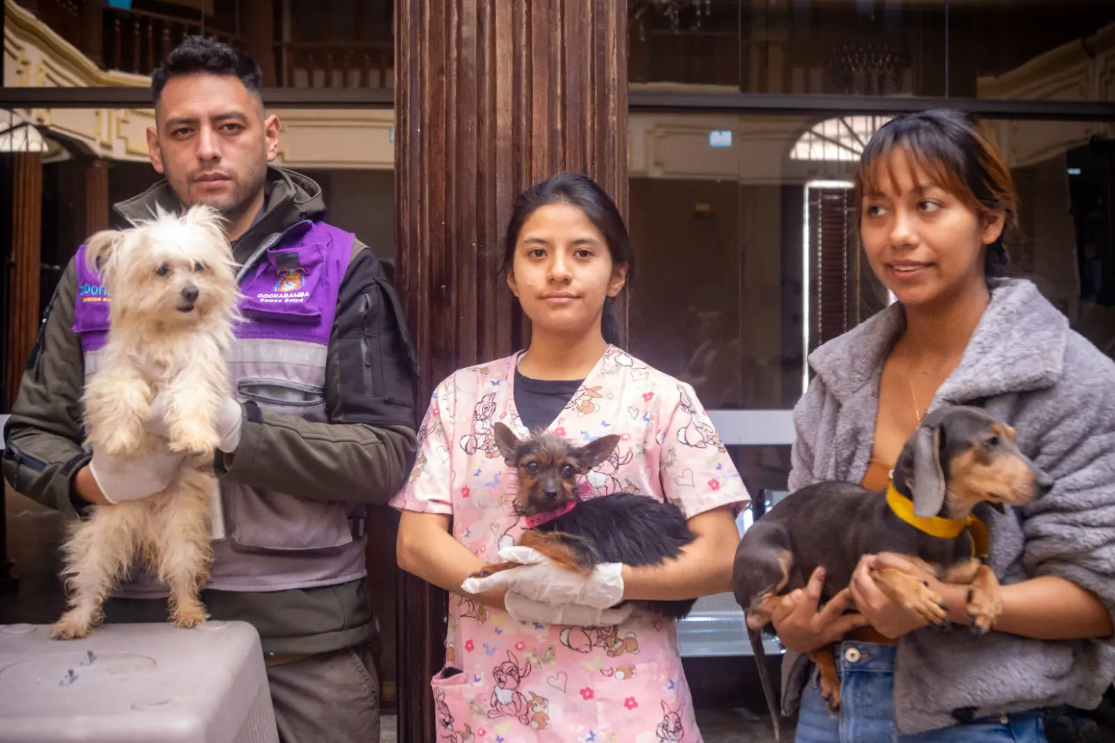 Luego de dos meses de rehabilitación, los perros que sufrieron maltrato extremo en un criadero clandestino están en adopción. FOTO: GAMC