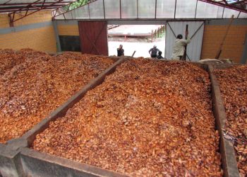 Gobierno lanza el Salón del Cacao y Chocolate Bolivia 2023 con miras al concurso mundial