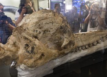 Exposición de un fósil prehistórico de cachalote "conservado intacto durante siete millones de años", en el Museo Nacional de Historia Natural de Lima, el 15 de febrero de 2023. Foto: AFP.