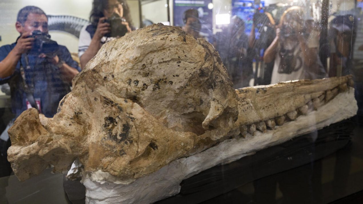 Exposición de un fósil prehistórico de cachalote "conservado intacto durante siete millones de años", en el Museo Nacional de Historia Natural de Lima, el 15 de febrero de 2023. Foto: AFP.