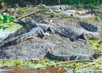 Varios caimanes se calientan en el sol de la mañana, en una zona pantanosa del departamento de Beni.