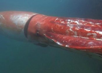 El calamar gigante que fue visto por los buceadores en Japón. Foto: captura YouTube