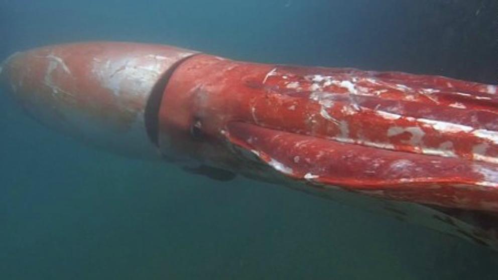 El calamar gigante que fue visto por los buceadores en Japón. Foto: captura YouTube