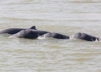 Delfines del río Irawadi, una especie en peligro en el Mekong, el 6 de diciembre de 2012. Foto: AFP.