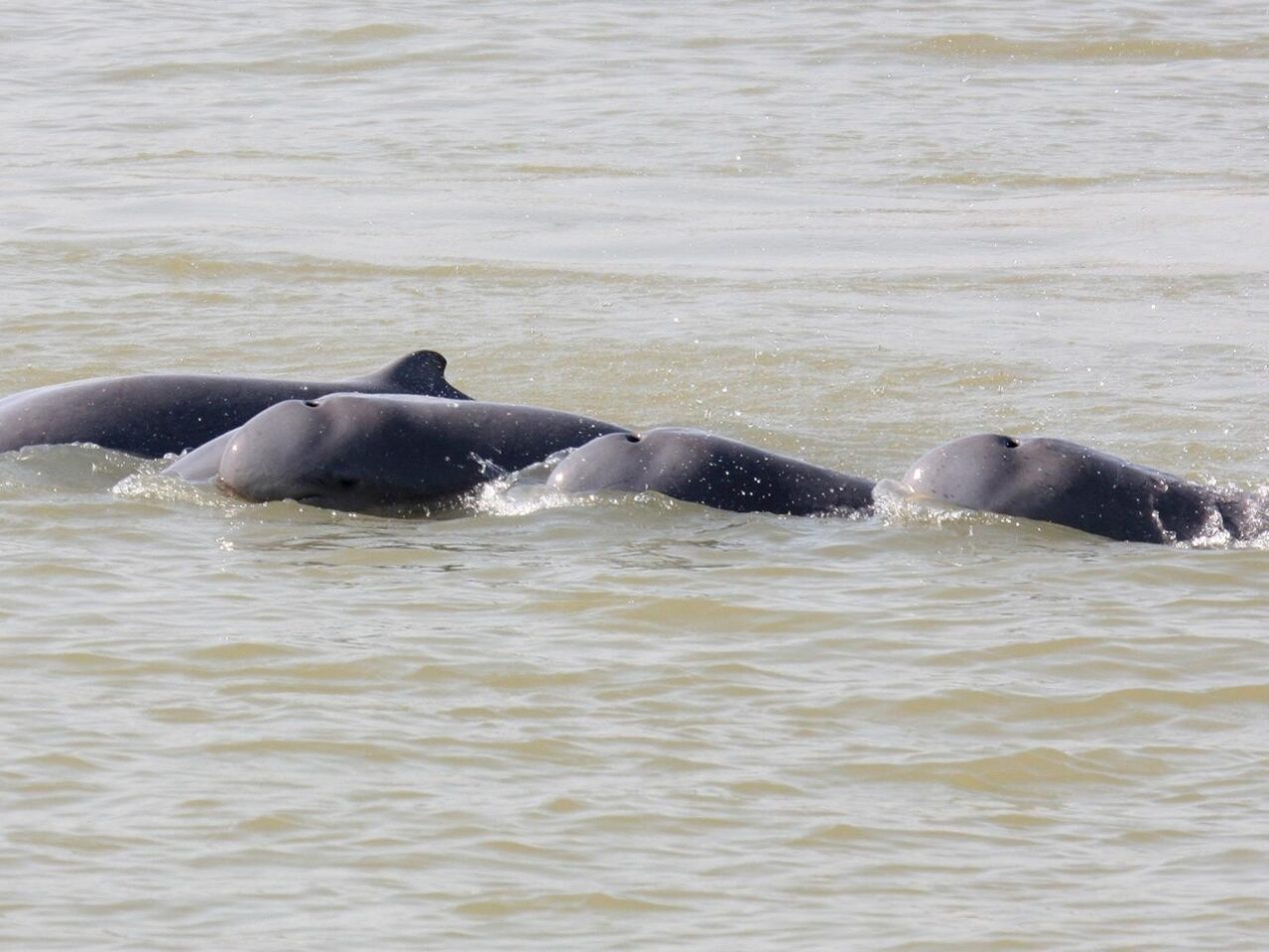 Delfines del río Irawadi, una especie en peligro en el Mekong, el 6 de diciembre de 2012. Foto: AFP.
