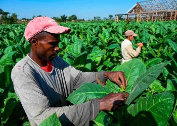 ampo_de_tabaco_en_cuba.jpg
