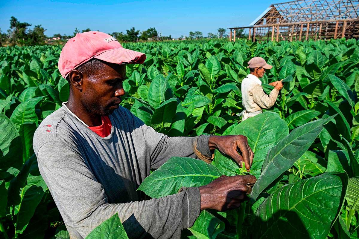 ampo_de_tabaco_en_cuba.jpg
