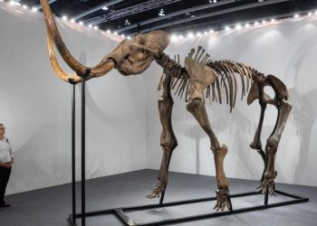 El mamut es una especie extinguida, del cual se cultivó carne en laboratorio. Foto: AFP