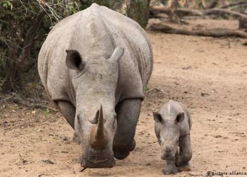 Los rinocerontes son víctimas de la caza furtiva en Sudáfrica. Foto: AFP.