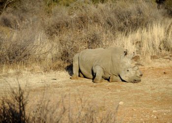 Los rinocerontes negros sin cuerno habitan la Reserva de Bona Bona, ubicada en Sudáfrica. Foto: AFP.