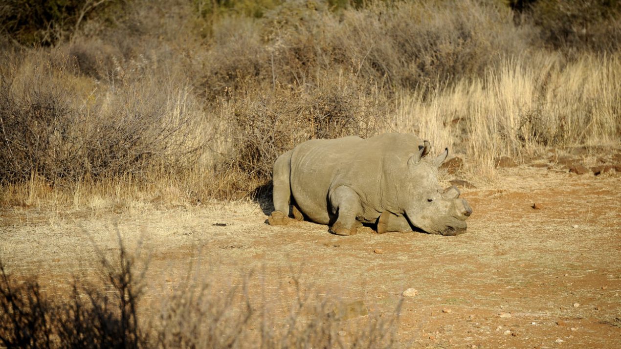 Los rinocerontes negros sin cuerno habitan la Reserva de Bona Bona, ubicada en Sudáfrica. Foto: AFP.