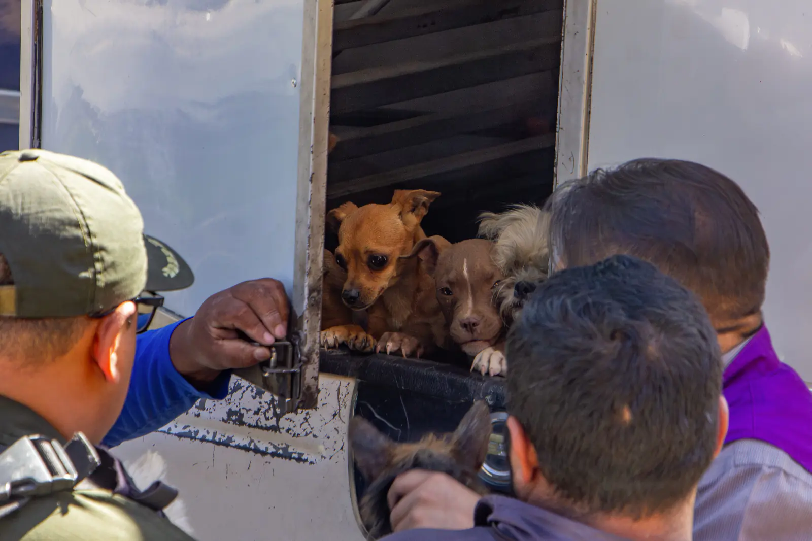 Al menos 40 canes fueron rescatados de un criadero clandestino en Cochabamba. FOTO: Zoonosis Cochabamba