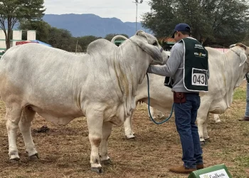 Expocruz