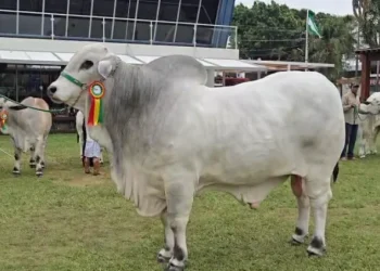 Exponen a los campeones cebuinos en la Expocruz 2025