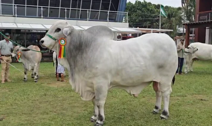 Exponen a los campeones cebuinos en la Expocruz 2025