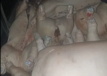Interceptan 4.000 kilos de carne de cerdo de contrabando en La Paz