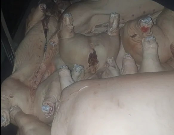Interceptan 4.000 kilos de carne de cerdo de contrabando en La Paz