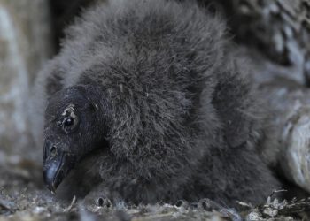 El cóndor bebé Mailen es fotografiado en el Centro de Rehabilitación de Aves Rapaces (CRAR) de la Unión de Ornitólogos de Chile, ubicado en la localidad de Talagante en Santiago de Chile, el 14 de enero de 2023. Foto: AFP.