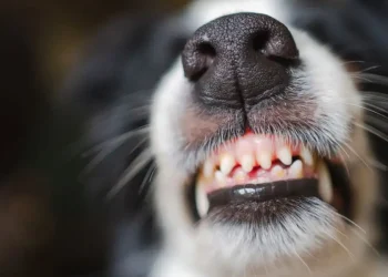 La ciudad de Cochabamba reporta su primer caso de rabia canina. Foto ilustrativa (RRSS)