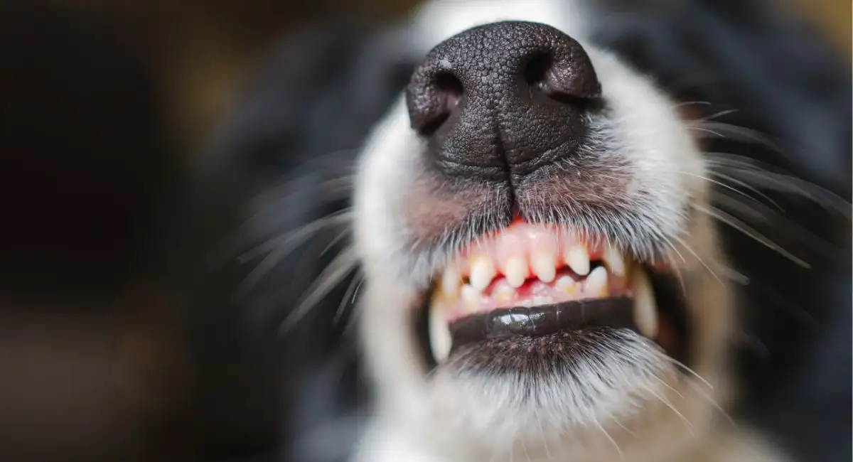 La ciudad de Cochabamba reporta su primer caso de rabia canina. Foto ilustrativa (RRSS)