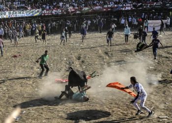 Un toro le da una cornada a un hombre en el ruedo durante las Corralejas de Guaranda, Sucre, en el noreste de Colombia, el 28 de enero de 2023. Foto: AFP.